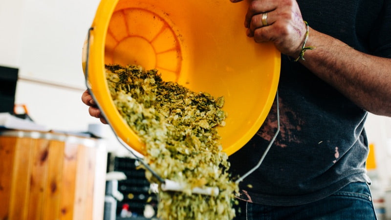 man pouring hops into batch of craft beer